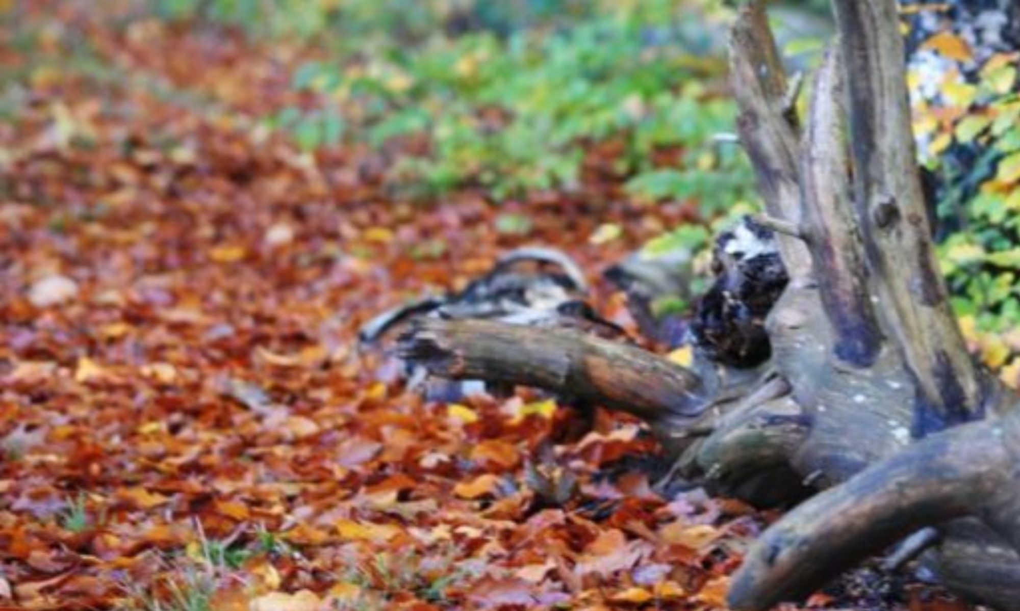 Nature beaufays, embourg, mehagne, liège, thérapie cranio-sacrée, soins chakras, massage ventre, éducatrice spécialisée, amélie thiernesse